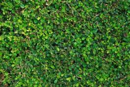 גידול צמחים על גבי קיר שניתן לבצע בכל מקום - בקירות חזית, בתוך הבית, במרפסת ועוד..